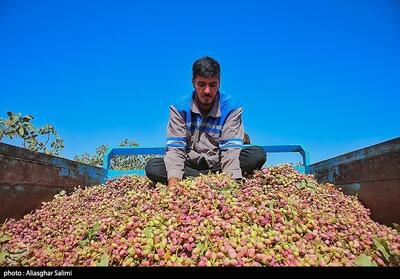 عکس/ برداشت پسته در خراسان شمالی