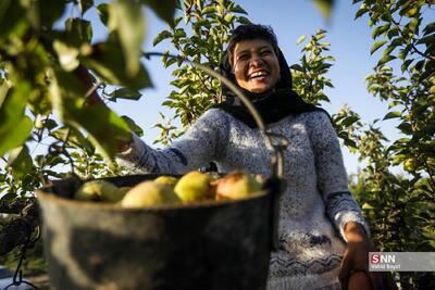 برداشت گلابی در باغات شهر چناران استان خراسان رضوی