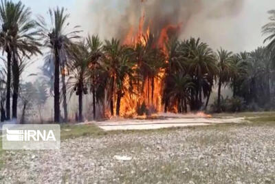 ۱۸ هزار اصله نخل خرما آبادان در آتش سوخت