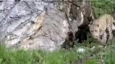 تصاویری زیبا از حیات وحش سوادکوه