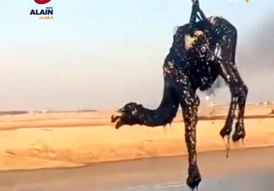 لحظه بیرون کشیدن شترهای سقوط کرده در گودال نفت