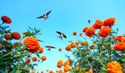 شکوه پرندگان در قاب دوربین؛ برندگان مسابقه عکاس پرندگان ۲۰۲۵
