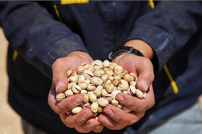 برداشت پسته در خراسان شمالی