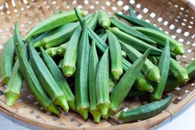 برداشت بامیه از زمین‌های کشاورزی بخش شمیل آغاز شد