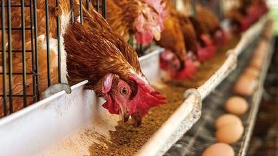 دبیرکل فدراسیون طیور: تخم‌مرغ داریم، ارز نداریم | اقتصاد24