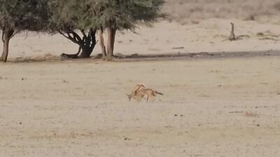 ببینید؛ تلاش غزال برای مقابله با شغال بی‌نتیجه ماند