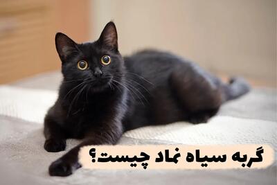 گربه سیاه نماد چیست؟ | معنی نماد گربه سیاه در فرهنگ‌های مختلف