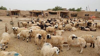فارس، رتبه اول جمعیت دام سبک کشور را دارد