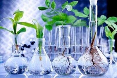 پالایشگاه گیاهان دارویی، خراسان شمالی را به مرکز صادرات این محصول تبدیل می‌کند
