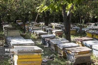 طرح سرشماری سراسری زنبورستان‌های استان بوشهر اجرا شد - پارس فوتبال