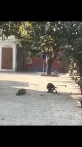 فیلم حمله سگ بسته شده به میمون