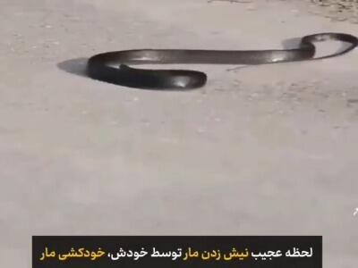 لحظه عجیب خودکشی مار