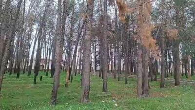 بیداری درختان کهنسال پارک فلاحت؛ قلب سبز گیلان‌غرب جان دوباره گرفت