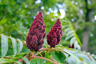 خواص دمنوش سماق برای چربی خون + روش تهیه دمنوش سماق