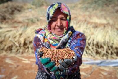 تصاویر؛ جاروبافی سنتی در خراسان شمالی؛ هنری همچنان زنده