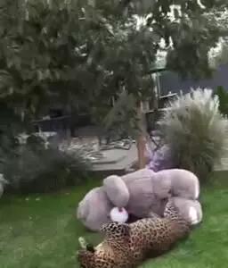 بازی بامزه جگوار تپل با خرس اسباب‌بازی