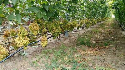 طرح کانال‌کشی برای صرفه‌جویی مصرف آب کشاورزی باغات سریش‌آباد اجرا شد