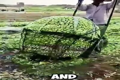 کشاورزی نوین؛ راز محصول بیشتر، جلوگیری از سرمازدگی اون و استفاده از کارگر کمتر در چین