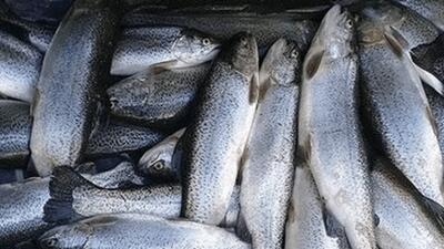برق تابستان، قزل آلاها را کُشت