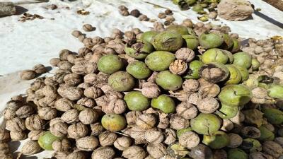آغاز برداشت گردو در بخش چندار