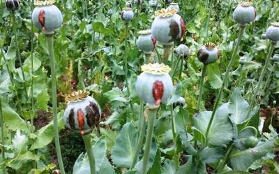 جزئیات طرح تازه مجلس برای کشت خشخاش