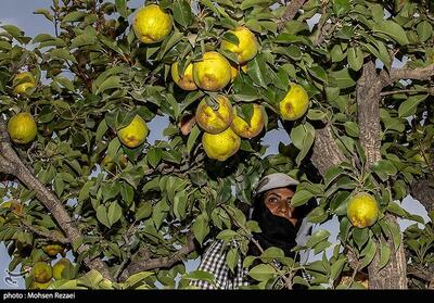 تولید برای محرومیت زدایی
