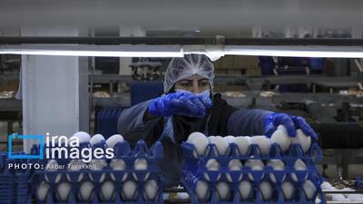 افزایش قیمت تخم‌مرغ در البرز بیش از نرخ مصوب، گرانفروشی است