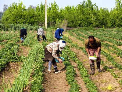خرده مالکی ؛ بلای جان کشاورزی کرمان
