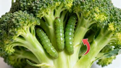  روش صحیح شستن کلم بروکلی برای درآوردن کرم / نحوه شستن کلم بروکلی