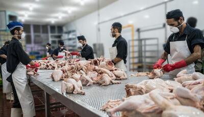 قیمت مرغ امروز ۱۴ مهر ۱۴۰۴