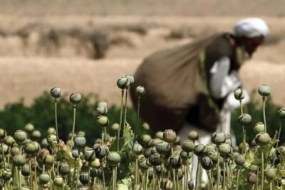 آیا کشت خشخاش در کشور بر قیمت دارو تاثیر گذار است؟