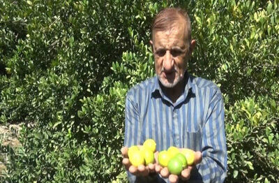 جایگاه برداشت طلای سبز این شهر ایران است | تصاویر