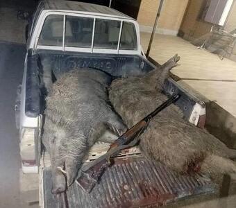 دستگیری دو شکارچی غیرمجاز گراز در مزارع نیشکر هفت‌تپه