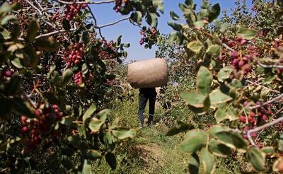 فرماندار: پوکی پسته ۱۵۰۰ میلیارد تومان به باغداران مه‌ولات خسارت زد