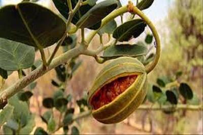 کاشت گیاهان مثمر و دارویی سازگار با اقلیم کویری در اکوپارک یزد