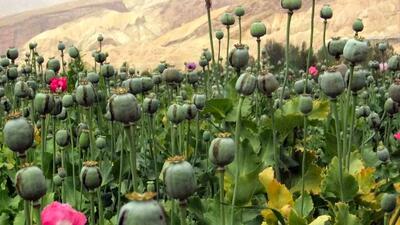 بازگشت دوباره خشخاش با ارزآوری به مزارع کشور