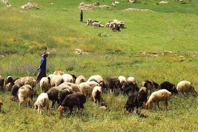 سرگزی: کنترل وپایش بهداشتی دام‌ها در مرزهای جنوب شرق کشور انجام می‌شود