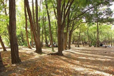 هدف ما از جابجایی درختان بهبود حال عمومی پارک جنگلی چیتگر است