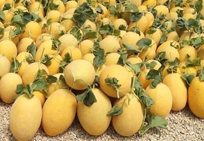 خربزه گرمساری ؛ درباره عطر، طعم و خواص بی‌نظیر ملکه خربزه‌های ایران