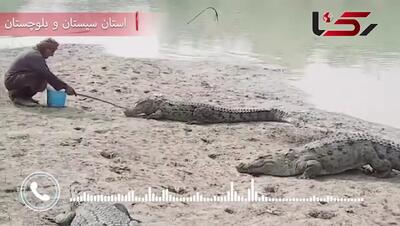 ۲۳ سال فداکاری برای گاندوها؛ مردی که باغ موزش را فدای تمساح‌های باهوکلات کرد / هیچ نهادی  به این مرد کمک نکرد + فیلم