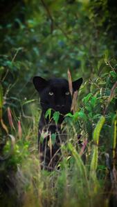  فیلم نمای دیدنی جگوار سیاه در دل جنگل