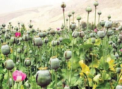کشت کنترل‌شده خشخاش می‌تواند فشار هزینه‌ای دارو را کاهش دهد