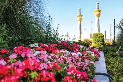 کاشت بیش از ۲ میلیون بوته گل و گیاه پاییزی | پاییزِ بهاری مشهد