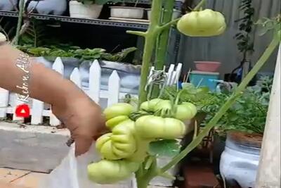 کشاورزی نوین؛ با مشما یه کار کردن گوجه های کال یه شب تا صبح برسن و بشن قرمز و لذیذ