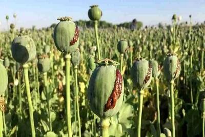 کشت خشخاش مطلقاً ممنوع؛ فقط شقایق دارویی مجاز است