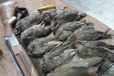 دستگیری شکارچی غیرمجاز در پناهگاه حیات‌وحش قمصر