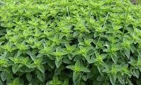 کاشت موفق گیاه دارویی کم‌آبخواه در اکوپارک کویری یزد - تسنیم