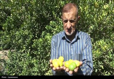 طلای سبز در معرض تهدید؛ خشکسالی و بی‌توجهی، برداشت لیموترش را کاهش داد - تسنیم