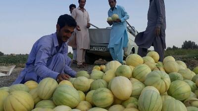 برداشت بیش از ۱۲۰۰ تُن خربزه خارج از فصل در شهرستان زهک