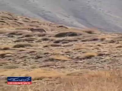 مشاهده پلنگ ایرانی در ارتفاعات فیروزکوه
